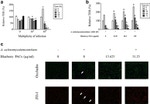 Occludin Antibody in Immunocytochemistry (ICC/IF)