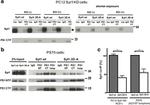 Synaptotagmin 1 Antibody in Western Blot (WB)