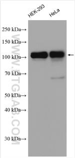 CUL4B Antibody in Western Blot (WB)