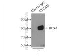 CUL4B Antibody in Immunoprecipitation (IP)