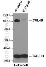 CUL4B Antibody in Western Blot (WB)