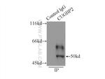 CUGBP2 Antibody in Immunoprecipitation (IP)