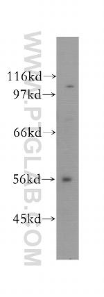 CUGBP2 Antibody in Western Blot (WB)