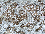 HDAC2 Antibody in Immunohistochemistry (Paraffin) (IHC (P))