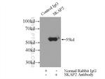 SKAP2 Antibody in Immunoprecipitation (IP)