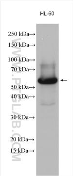 SKAP2 Antibody in Western Blot (WB)