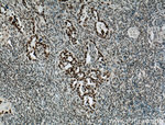 ASF/SF2 Antibody in Immunohistochemistry (Paraffin) (IHC (P))