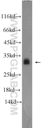 ASF/SF2 Antibody in Western Blot (WB)