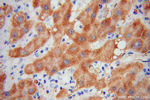 HRSP12 Antibody in Immunohistochemistry (Paraffin) (IHC (P))