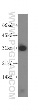 PSME2 Antibody in Western Blot (WB)