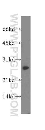 PSME2 Antibody in Western Blot (WB)