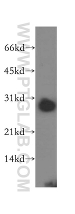 PSME2 Antibody in Western Blot (WB)