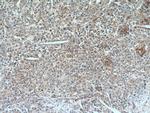 TSSK3 Antibody in Immunohistochemistry (Paraffin) (IHC (P))