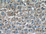 TSSK3 Antibody in Immunohistochemistry (Paraffin) (IHC (P))