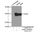 TSSK3 Antibody in Immunoprecipitation (IP)