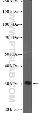 TSSK3 Antibody in Western Blot (WB)