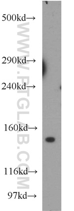 CLASP2 Antibody in Western Blot (WB)