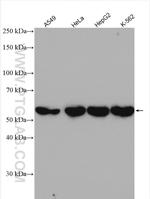 IMPDH2 Antibody in Western Blot (WB)