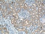 PDK4 Antibody in Immunohistochemistry (Paraffin) (IHC (P))