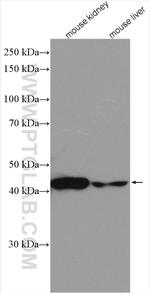 PDK4 Antibody in Western Blot (WB)