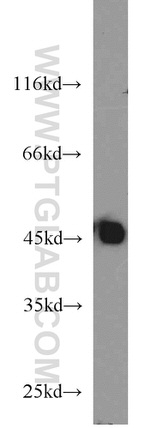 PDK4 Antibody in Western Blot (WB)