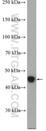 PDK4 Antibody in Western Blot (WB)