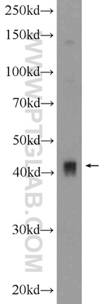 PDK4 Antibody in Western Blot (WB)