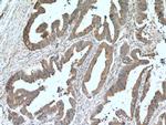 LIPA Antibody in Immunohistochemistry (Paraffin) (IHC (P))