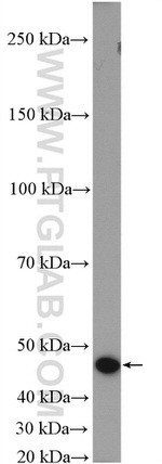 LIPA Antibody in Western Blot (WB)