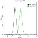 DRP1 (C-terminal) Antibody in Flow Cytometry (Flow)