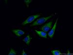 DRP1 (C-terminal) Antibody in Immunocytochemistry (ICC/IF)