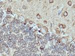 DRP1 (C-terminal) Antibody in Immunohistochemistry (Paraffin) (IHC (P))