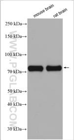 DRP1 (C-terminal) Antibody in Western Blot (WB)