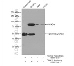 DRP1 (C-terminal) Antibody in Immunoprecipitation (IP)