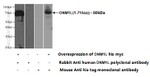 DRP1 (C-terminal) Antibody in Western Blot (WB)