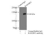 RASGRF1 Antibody in Immunoprecipitation (IP)