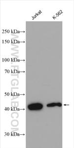 PPM1A Antibody in Western Blot (WB)