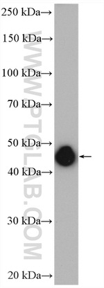 PPM1A Antibody in Western Blot (WB)