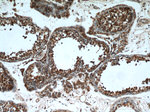 PAICS Antibody in Immunohistochemistry (Paraffin) (IHC (P))