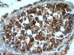 PAICS Antibody in Immunohistochemistry (Paraffin) (IHC (P))