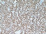 PAICS Antibody in Immunohistochemistry (Paraffin) (IHC (P))