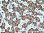 PAICS Antibody in Immunohistochemistry (Paraffin) (IHC (P))