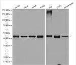 PAICS Antibody in Western Blot (WB)