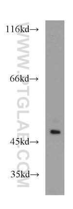 PAICS Antibody in Western Blot (WB)