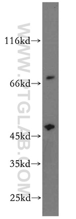 PAICS Antibody in Western Blot (WB)