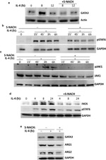 Phospho-STAT6 (Tyr641) Antibody in Western Blot (WB)