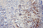 OPRL1 Antibody in Immunohistochemistry (Paraffin) (IHC (P))