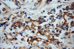 OPRL1 Antibody in Immunohistochemistry (Paraffin) (IHC (P))