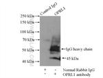 OPRL1 Antibody in Immunoprecipitation (IP)