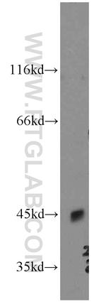 OPRL1 Antibody in Western Blot (WB)